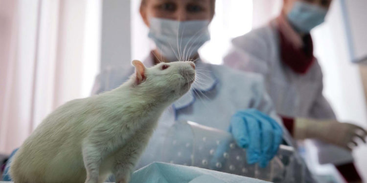 Parlamentul European cere eliminarea experimentelor pe animale în scopuri științifice