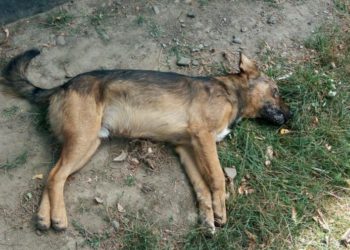 Scene de groază la Comrat: câinii otrăviți mor în convulsii, pe străzi