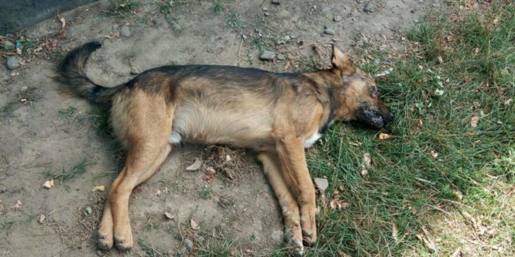 Scene de groază la Comrat: câinii otrăviți mor în convulsii, pe străzi