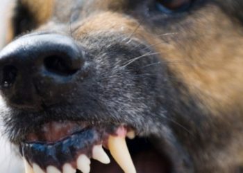 O fetiţă de cinci ani din satul Hulboaca a fost mușcată de câinele vecinilor | VIDEO