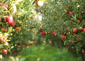 „Statul nu se interesează și el aruncă roada la gunoi”. Un agricultor din nordul țării a lăsat tone de mere la marginea unei livezi | VIDEO