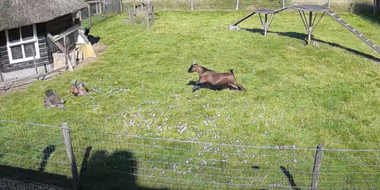 Olanda: O capră și un cocoș au salvat o găină care fusese atacată de un șoim | VIDEO