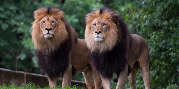 Şase lei şi trei tigri de la grădina zoologică din Washington au fost testaţi pozitiv cu COVID-19. Animalele urmează să fie vaccinate