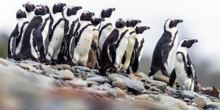 Zeci de pinguini, găsiți morți pe o plajă din Cape Town, după ce au fost atacați de un roi de albine