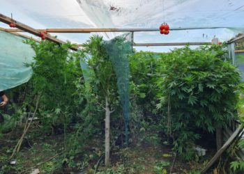 Cânepă de 2 metri, crescută la Orhei, pusă în vânzare cu 5 milioane de lei: Poliția i-a dat „afacerea” peste cap | VIDEO