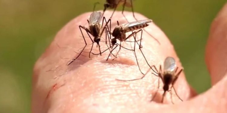 Primul deces provocat de virusul West Nile în România în acest an