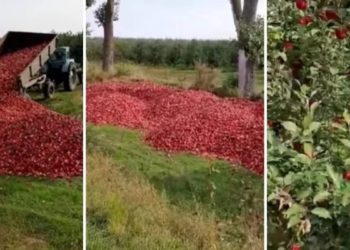 Un agricultor este nevoit să arunce tone de mere la gunoi, pentru că nu are cui le vinde | VIDEO