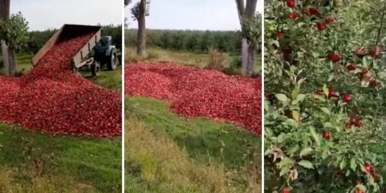 Un agricultor este nevoit să arunce tone de mere la gunoi, pentru că nu are cui le vinde | VIDEO
