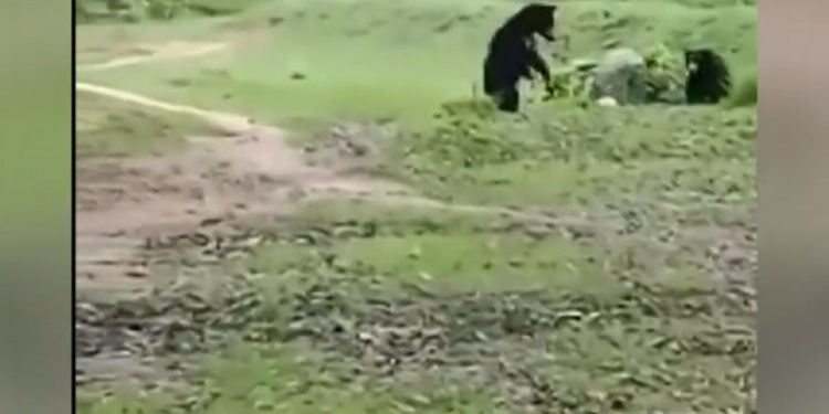 O ursoaică și puiul ei se joacă cu o minge aruncată de pe stadion, în timpul unui meci