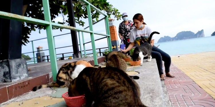 Povestea celor 1.000 de pisici abandonate de stăpânii lor pe o insulă thailandeză. Cum au ajuns în această situație