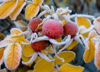 По Молдове ударят заморозки