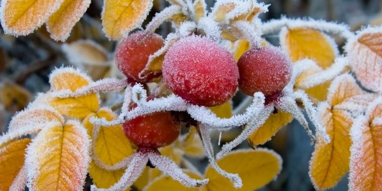 По Молдове ударят заморозки