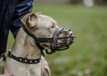 В Кишиневе владельцы собак часто пренебрегают правилами безопасности. Что говорят кинологи и как объясняют это хозяева четвероногих | VIDEO