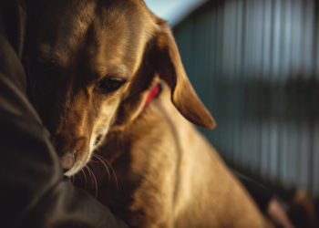 Во Франции договорились принять беспрецедентный закон о защите животных