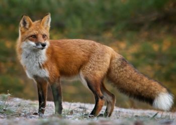 В Молдове началась кампания вакцинации против бешенства лис