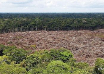 Джунгли Амазонии накрыла небывалая засуха