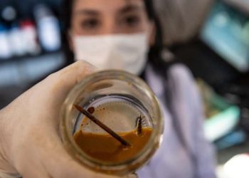 Ученые обнаружили бактерии, съедающие гвоздь за три дня