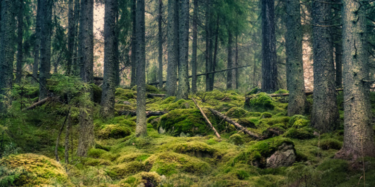 Zece dintre cele mai protejate păduri ale lumii emit mai mult carbon decât absorb, din cauza oamenilor și a incendiilor de vegetație