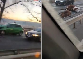 Două vaci, spulberate de o Skoda: Șoferul se deplasa cu viteză excesivă | VIDEO