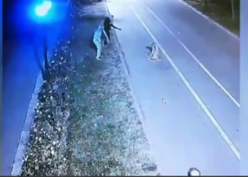 Petiție după ce un Pit bull a ucis doi căteluși și a atacat o femeie: Ce sancțiuni propun semnatarii