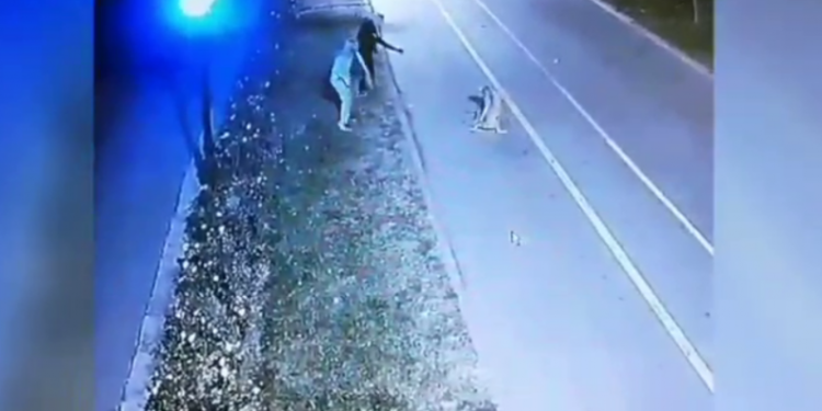 Petiție după ce un Pit bull a ucis doi căteluși și a atacat o femeie: Ce sancțiuni propun semnatarii