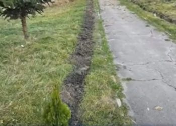 Furt și vandalism, la Florești. Au fost furați 15 arbuști de Tuia și deteriorate 30 felinare | VIDEO