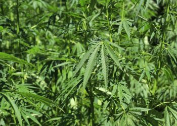 În Republica Moldova ar putea fi legalizată cultivarea cânepii industriale