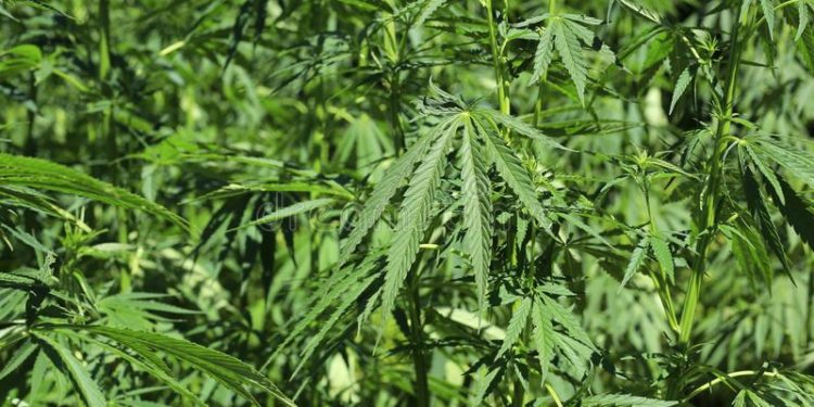 În Republica Moldova ar putea fi legalizată cultivarea cânepii industriale