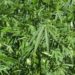 În Republica Moldova ar putea fi legalizată cultivarea cânepii industriale