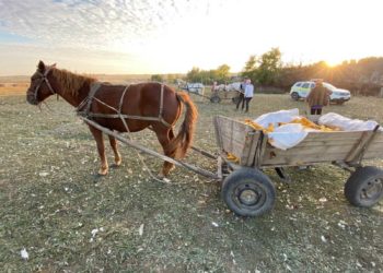 Omorât de propriul cal. Un bărbat din Nisporeni a murit pe patul de spital | VIDEO