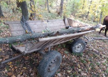 Bărbat în stare gravă la spital, după ce a fost strivit de un copac, la Nisporeni