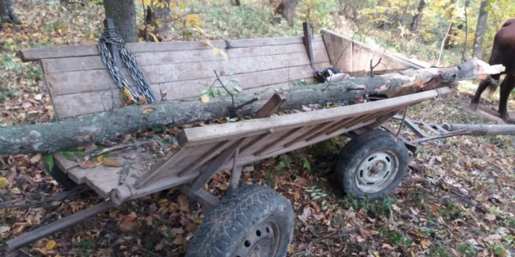 Bărbat în stare gravă la spital, după ce a fost strivit de un copac, la Nisporeni