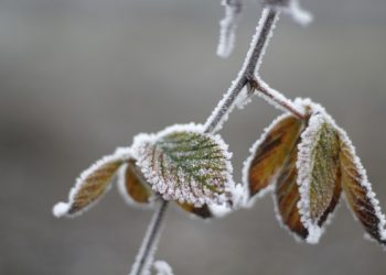 Vremea se răcește simțitor. Codul Galben de îngheț va fi valabil încă patru zile | VIDEO
