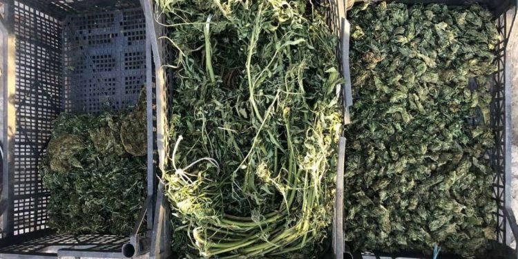 Cultivau plante de cânepă, iar ulterior preparau droguri și le vindeau. Organizatorul rețelei, reținut | VIDEO