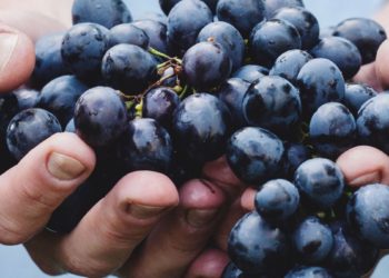 „Dacă nu se vinde, în primăvară, fac rachiu”. Micii producători de struguri, nevoiți să coboare la minimum prețul,  doar ca să o poată realiza marfa | VIDEO