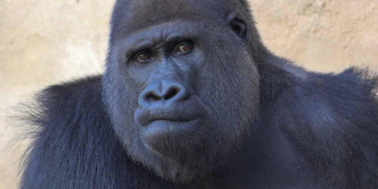 Examinarea medicală a unei gorile de 175 de kilograme a devenit virală pe internet | FOTO