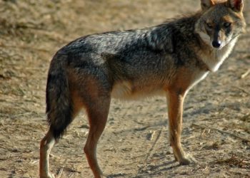 В Унгенском районе более 40 овец подверглись нападению шакалов