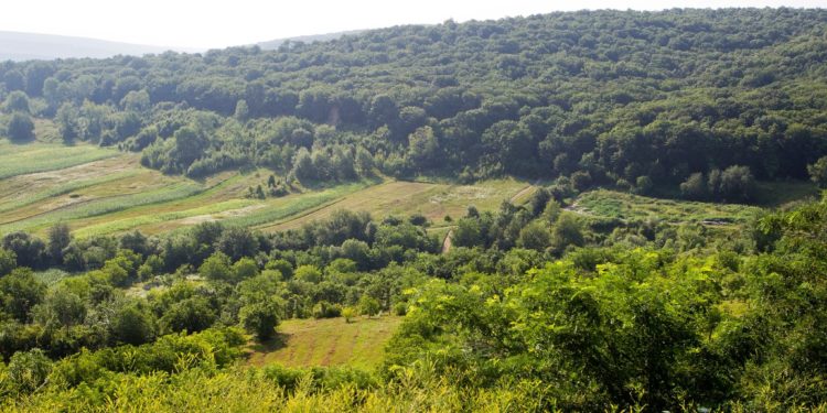 Молдова приняла Декларацию Глазго по лесам и землепользованию