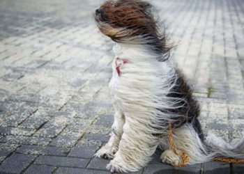 В Молдове объявлен «желтый код» в связи с сильным ветром