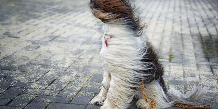 В Молдове объявлен «желтый код» в связи с сильным ветром