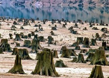 Сотня стран намерена прекратить вырубку лесов