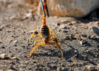Нашествие скорпионов в Египте: три человека погибли, сотни пострадали