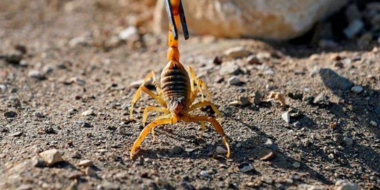 Нашествие скорпионов в Египте: три человека погибли, сотни пострадали