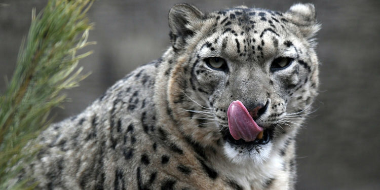 В США три снежных барса умерли от коронавируса в зоопарке Линкольна