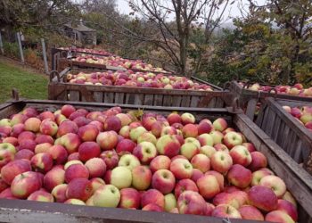 „În timp ce autoritățile se laudă cu „marea lor realizare”, continuă genocid asupra producătorilor noștri agricoli”. Partidul ”ȘOR” insistă ca statul să cumpere în avans producția fermierilor | VIDEO