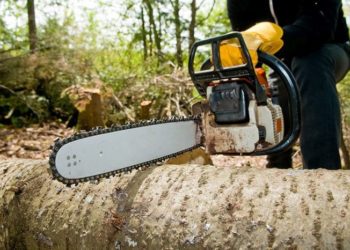 Majoritatea parlamentară a PAS nu a inclus proiectul PP ”ȘOR” privind instituirea moratoriului asupra tăierii pădurilor pe ordinea de zi | VIDEO