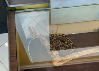 Такова жизнь. В одном из столичных мебельных салонов для рекламы столика используют «шоу» с живой змеей и хомяком | FOTO