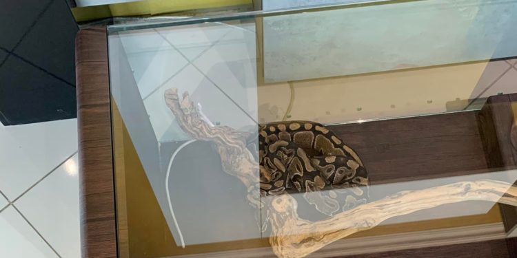 Такова жизнь. В одном из столичных мебельных салонов для рекламы столика используют „шоу” с живой змеей и хомяком | FOTO