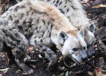 В зоопарке Денвера выявили коронавирус у двух гиен