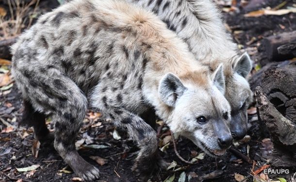 В зоопарке Денвера выявили коронавирус у двух гиен